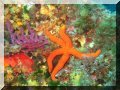 Étoile de mer