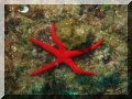 Étoile de mer lisse