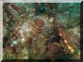 Spirographe