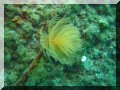 Spirographe